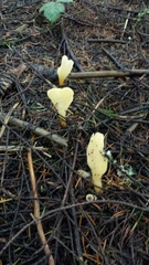 Cudoniaceae