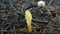 Cudoniaceae