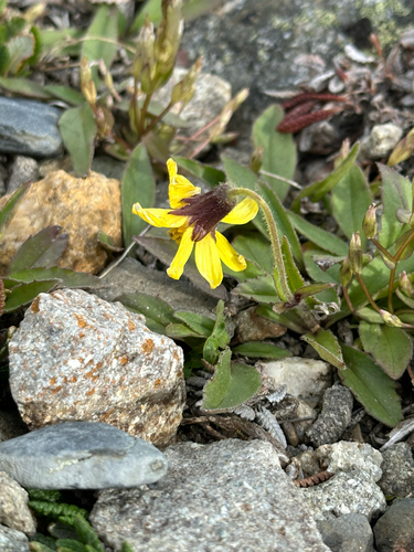 Lake Louise Arnica (Arnica louiseana)