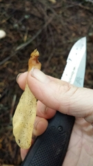 Cudoniaceae