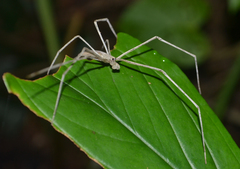 Deinopis longipes