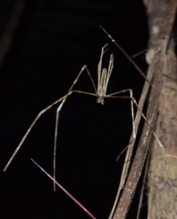 Deinopis longipes