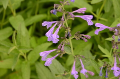 Nepeta sibirica