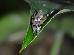 Eustala illicita