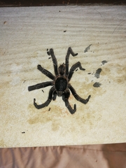 Harpactira