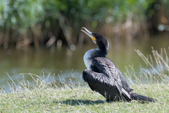 Phalacrocorax carbo carbo