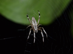 Eustala illicita