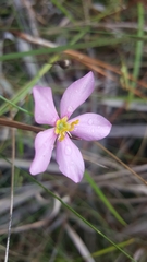 Sabatia stellaris
