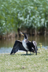 Phalacrocorax carbo carbo