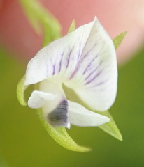 Psoralea vlokii