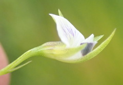 Psoralea vlokii