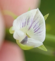 Psoralea vlokii