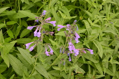 Nepeta sibirica