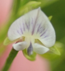 Psoralea vlokii