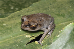 Leptobrachium hendricksoni