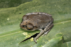 Leptobrachium hendricksoni