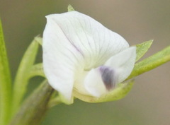 Psoralea vlokii