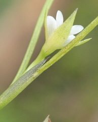 Psoralea vlokii
