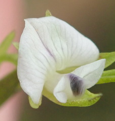 Psoralea vlokii