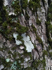 Pertusaria pertusa