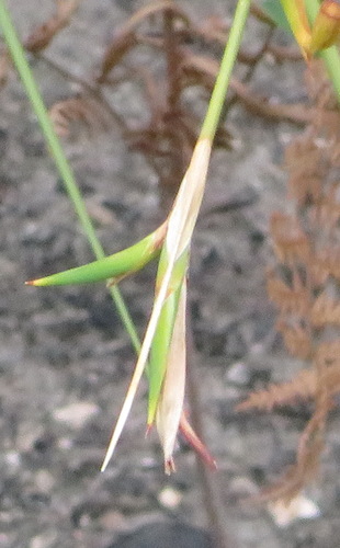 Image of Bobartia aphylla by (c) Nicola van Berkel, some rights reserved (CC BY-SA)