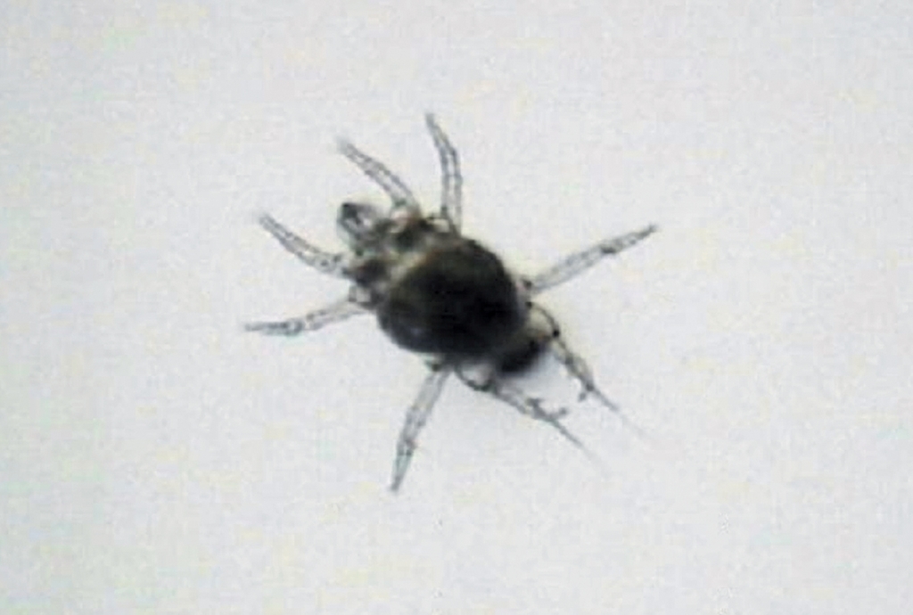 Broad mite