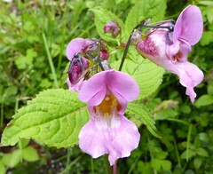 Impatiens sulcata