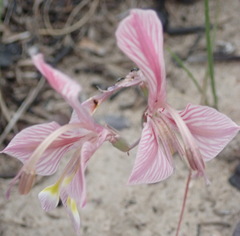 Gladiolus virescens