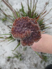 Dilatris corymbosa