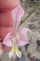 Gladiolus virescens
