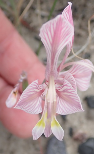 Image of Green Kalkoentjie by (c) Nicola van Berkel, some rights reserved (CC BY-SA)