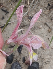 Gladiolus virescens