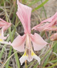 Gladiolus virescens