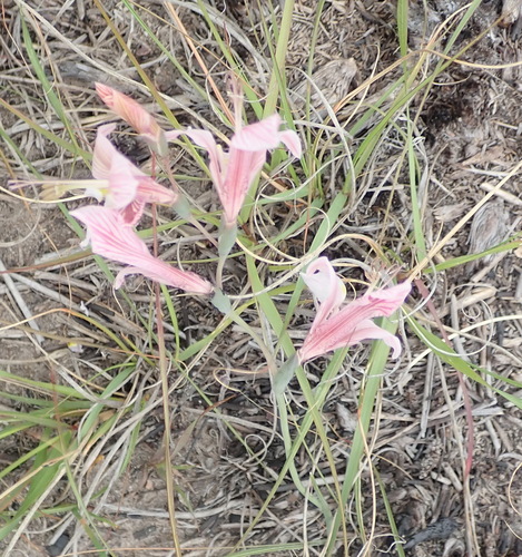 Image of Gladiolus virescens by (c) Nicola van Berkel, some rights reserved (CC BY-SA)