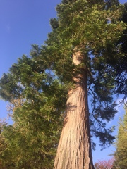 Sequoiadendron