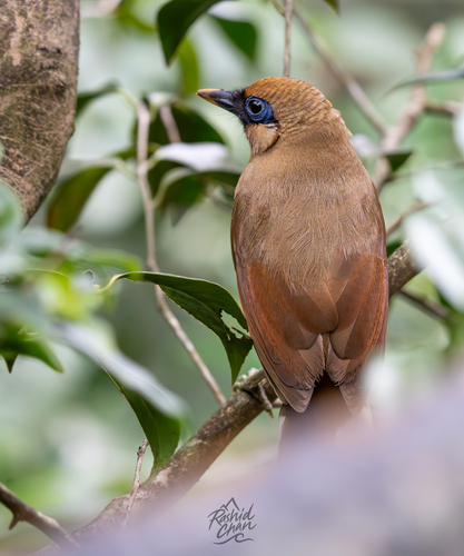 Buffy Laughingthrush (Pterorhinus berthemyi), photo 4