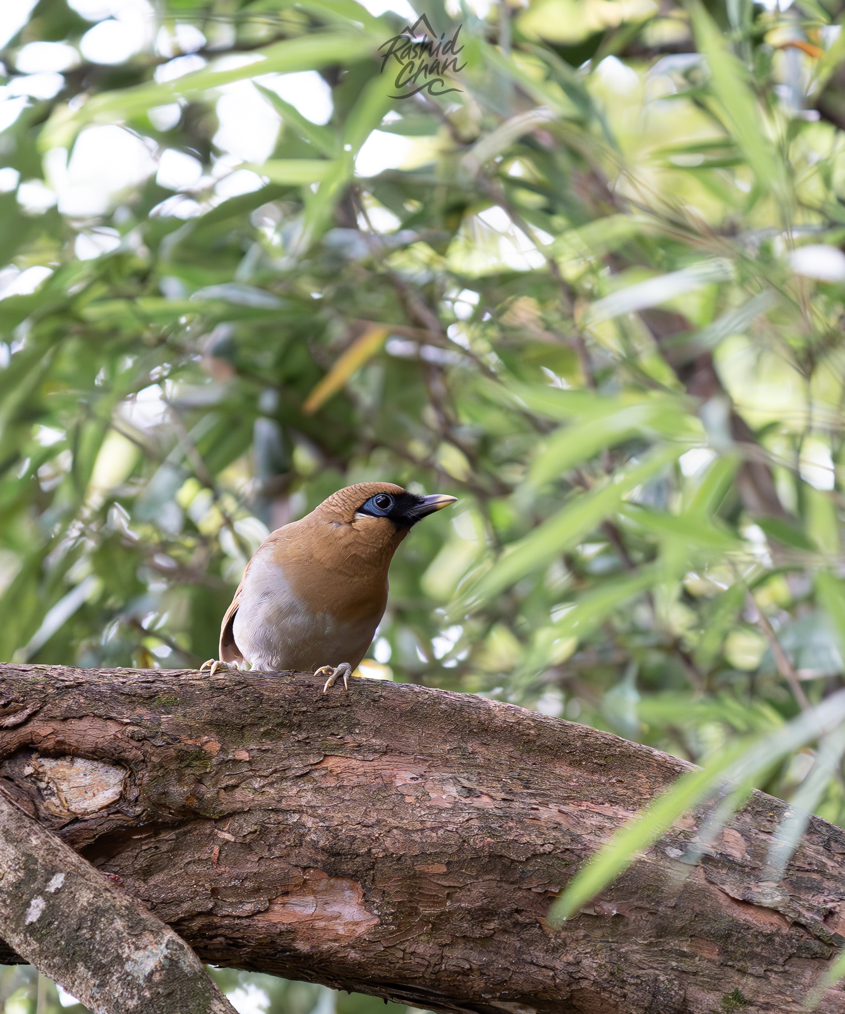 Buffy Laughingthrush