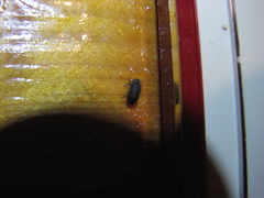 Hadrobregmus pertinax