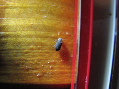 Hadrobregmus pertinax