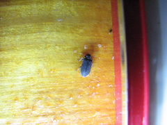 Hadrobregmus pertinax