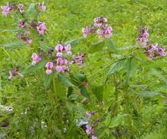 Impatiens sulcata