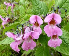 Impatiens sulcata