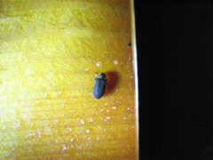 Hadrobregmus pertinax