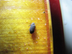 Hadrobregmus pertinax