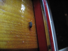 Hadrobregmus pertinax