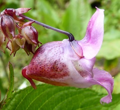 Impatiens sulcata