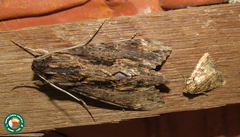Erinnyis oenotrus