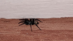 Latonigena auricomis