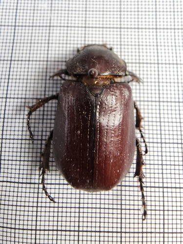 Coelosis biloba