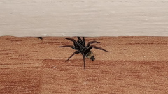 Latonigena auricomis